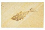 Detailed Fossil Fish (Diplomystus) - Wyoming #318523-1
